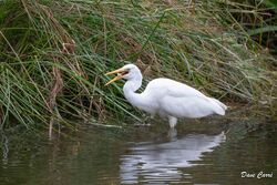 Great White Egret photographed at Talbot Valley [TAL] on 18/9/2023. Photo: © Dave Carre