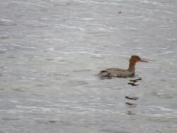 Red-breasted Merganser photographed at Fort Le Crocq [FLC] on 24/10/2023. Photo: © Tony Bisson