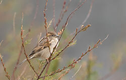 House Sparrow photographed at Fort Hommet on 11/3/2024. Photo: © Julie Davis