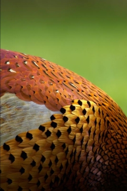 Pheasant. Photo: © Steve Levrier