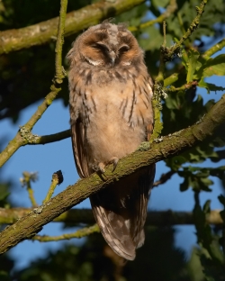 Long-eared Owl. Photo: © Steve Levrier