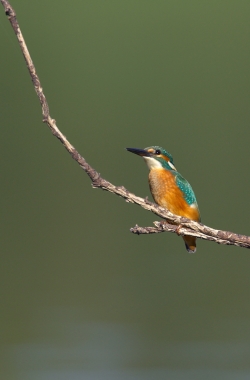 Kingfisher. Photo: © Steve Levrier