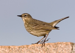 Rock Pipit photographed at Vazon Bay on 0/0/0. Photo: © Paul Hillion