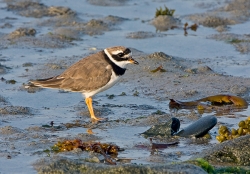 Ringed Plover photographed at Rocquaine Bay on 0/0/0. Photo: © Paul Hillion