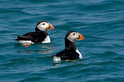 Puffin photographed at off Herm on 1/6/2008. Photo: © Paul Hillion
