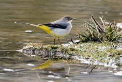Grey Wagtail photographed at Rue des Bergers NR on 0/0/0. Photo: © Paul Hillion