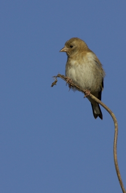 Goldfinch. Photo: © Steve Levrier
