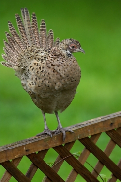 Pheasant. Photo: © Steve Levrier