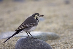 Pied Wagtail. Photo: © Steve Levrier