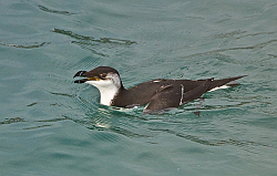 Razorbill photographed at St Peter Port Harbour on 20/1/2008. Photo: © Barry Wells