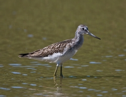 Greenshank photographed at Rue des Bergers NR on 11/8/2007. Photo: © Barry Wells