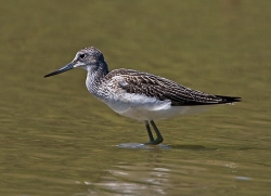 Greenshank photographed at Rue des Bergers NR on 11/8/2007. Photo: © Barry Wells