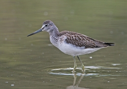 Greenshank photographed at Rue des Bergers NR on 1/9/2007. Photo: © Barry Wells