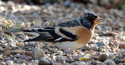 Brambling photographed at Le Menage on 18/1/2009. Photo: © Dee Langmead