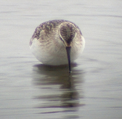 Curlew Sandpiper photographed at Claire Mare [CLA] on 18/9/2004. Photo: © Mark Lawlor