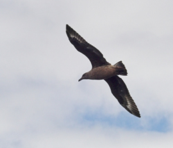 Great Skua photographed at Pelagic [PEL] on 0/8/2007. Photo: © Vic Froome