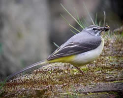 Grey Wagtail photographed at Talbot Valley [TAL] on 0/5/2009. Photo: © Mark Guppy