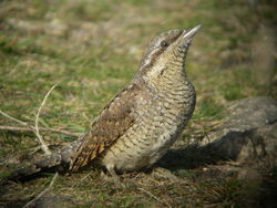 Wryneck photographed at Fort Hommet on 13/9/2007. Photo: © Mark Guppy
