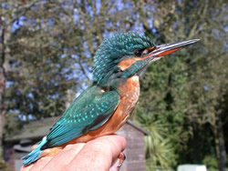 Kingfisher photographed at unknown on 0/0/2004. Photo: © Jamie Hooper