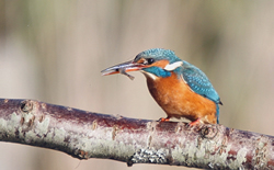 Kingfisher photographed at Vale Pond [VAL] on 14/1/2009. Photo: © Chris Bale