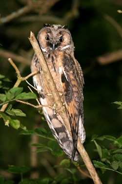 Long-eared Owl photographed at Moulin Huet [MOU] on 0/7/2007. Photo: © Mike Keirle