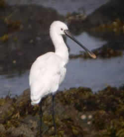 Spoonbill photographed at L'Eree [LER] on 28/9/2007. Photo: © Mark Guppy