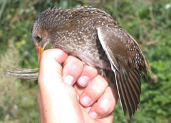 Spotted Crake photographed at Claire Mare [CLA] on 10/8/2004. Photo: © Jamie Hooper