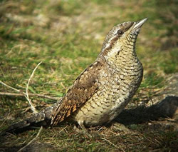 Wryneck photographed at Fort Hommet [HOM] on 13/9/2007. Photo: © Mark Guppy