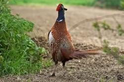 Pheasant. Photo: © Barry Wells