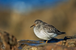 Purple Sandpiper photographed at Vazon Bay on 19/11/2005. Photo: © Barry Wells