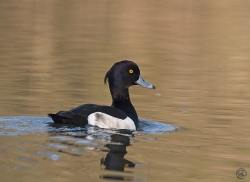 Tufted Duck photographed at Rue des Bergers NR on 6/4/2007. Photo: © Barry Wells