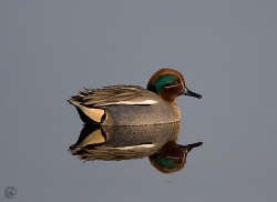 Teal photographed at La Claire Mare on 17/2/2007. Photo: © Barry Wells