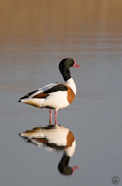 Shelduck photographed at La Claire Mare on 17/2/2007. Photo: © Barry Wells