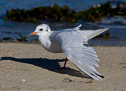 Mediterranean Gull photographed at Grande Havre on 4/8/2008. Photo: © Barry Wells