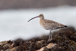 Curlew photographed at Perelle on 15/11/2009. Photo: © Paul Hillion