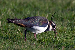 Lapwing photographed at Colin Best NR on 20/12/2009. Photo: © Phil Alexander