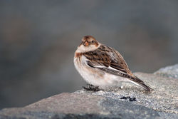 Snow Bunting photographed at Belle Greve Bay [BEL] on 22/2/2010. Photo: © Rod Ferbrache