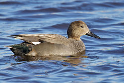Gadwall photographed at Claire Mare [CLA] on 26/2/2010. Photo: © Paul Hillion