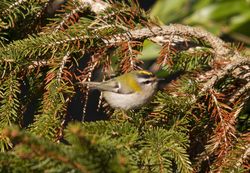Firecrest photographed at St Peter Port [SPP] on 10/3/2010. Photo: © Mike Cunningham