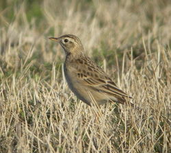 Richard's Pipit photographed at Pulias on 15/3/2009. Photo: © Mark Guppy