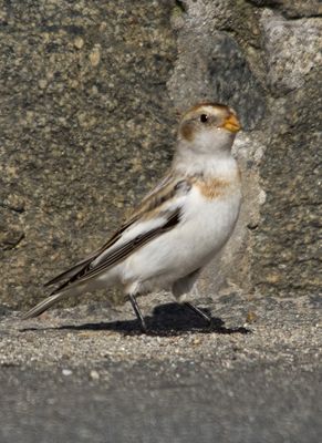 Snow Bunting photographed at La Croix Martin on 15/3/2010. Photo: © Mike Cunningham