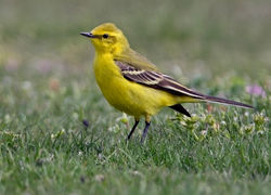 Yellow Wagtail photographed at Colin Best NR [CNR] on 21/4/2010. Photo: © Chris Bale
