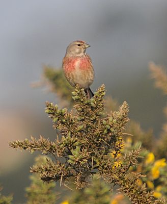 Linnet photographed at Colin Best NR [CNR] on 24/4/2010. Photo: © Wayne Atkinson