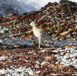 Stone Curlew photographed at Shingle Bank [SHI] on 27/4/2010. Photo: © Paul Bretel