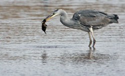 Grey Heron photographed at Claire Mare [CLA] on 23/4/2010. Photo: © Chris Bale