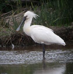 Spoonbill photographed at Claire Mare [CLA] on 1/5/2010. Photo: © Mark Guppy