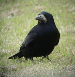 Rook photographed at mont herault on 15/5/2010. Photo: © Mark Guppy