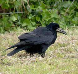 Rook photographed at Mt. Herault [MHE] on 16/5/2010. Photo: © Mark Lawlor