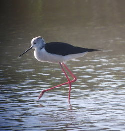 Black-winged Stilt photographed at Claire Mare [CLA] on 2/6/2010. Photo: © Mark Guppy