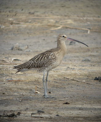 Curlew photographed at Claire Mare [CLA] on 3/8/2010. Photo: © Mark Guppy
